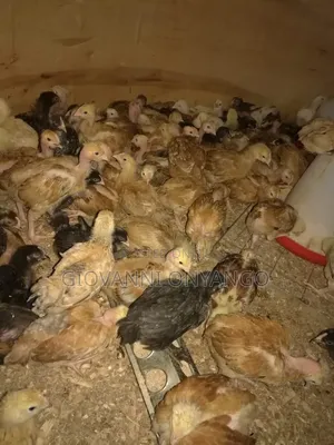 Vifaranga Safi wa Kienyeji Wenye Miezi 3