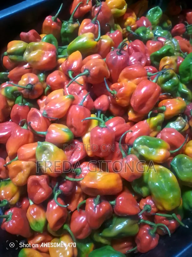 Chilli Mbalimbali - Ubora Bora - 1