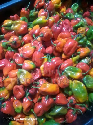Assorted Chillies - Best Quality