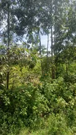 1/2 Acre Plot for Sale in Mumias Lureko - 2