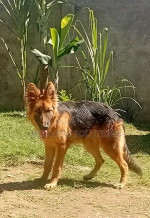 Purebred German Shepherd, 6-12 Months