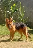 Purebred German Shepherd, 6-12 Months - 1