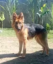 Purebred German Shepherd, 6-12 Months - 2