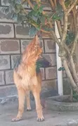 Purebred German Shepherd, 6-12 Months - 3