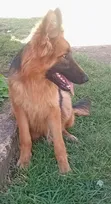 Purebred German Shepherd, 6-12 Months - 4
