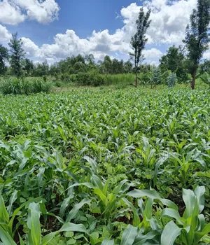 Kirinyaga Land for Sale - 1/8 Acre in Kagio