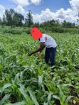 Ardhi Kirinyaga Inauzwa - 1/8 Eka Kagio - 2
