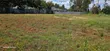 Kitalu cha Golden Palm Estate Kiambu Rd 1/4 Acre - 4
