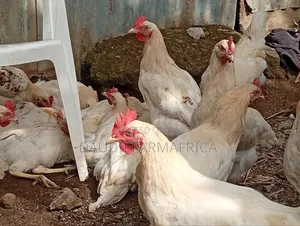 Kuku Kienyeji wa Kiume
