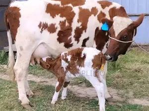 Ng'ombe wa Maziwa na Ndama