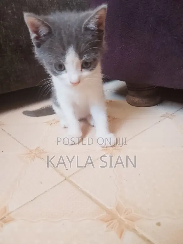 1-3 Month Male Mixed Breed American Shorthair Kitten - 1