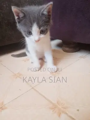 1-3 Month Male Mixed Breed American Shorthair Kitten