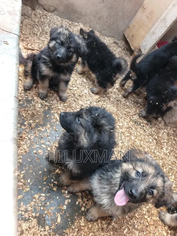 Purebred German Shepherd Puppies (1-3 Months) - 1