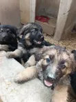 Purebred German Shepherd Puppies (1-3 Months) - 2