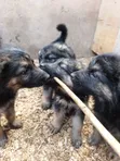 Purebred German Shepherd Puppies (1-3 Months) - 3