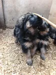 Purebred German Shepherd Puppies (1-3 Months) - 4