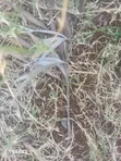 Malaa Land for Sale - 5 Acres, 3.5km Off Kangundo Rd - 2