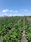 Ardhi ya Umwagiliaji kwa Kilimo - Eka 43, Kisaju - 1
