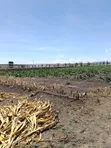 Ardhi ya Umwagiliaji kwa Kilimo - Eka 43, Kisaju - 2