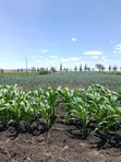 Ardhi ya Umwagiliaji kwa Kilimo - Eka 43, Kisaju - 3