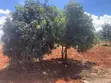 0.22 Acre Kadongo Plot for Sale - KES 1.5M - 4