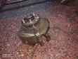 Toyota Hilux Millennium Front Hub (Used) - 2