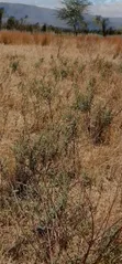 Viwanja Maai Mahiu 50x100 900m kutoka Barabara ya Narok - 3