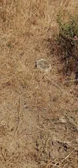 Viwanja Maai Mahiu 50x100 900m kutoka Barabara ya Narok - 4