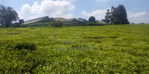 Shamba la Chai la Eka 64 Linauzwa, Limuru