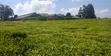 Shamba la Chai la Eka 64 Linauzwa, Limuru - 1