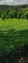 Shamba la Chai la Eka 64 Linauzwa, Limuru - 2