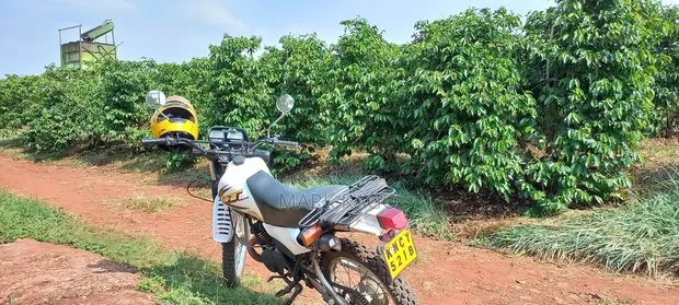 Yamaha DT175 2014 Nyeupe - 1