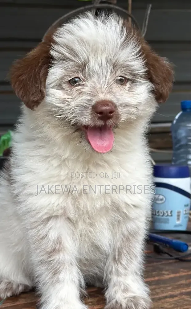 Mbwa Mwanama Havanese Safi - Kiume Miezi 1-3 - 1