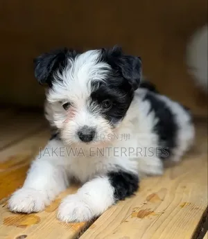 Purebred Havanese Puppy - 1-3 Months Old