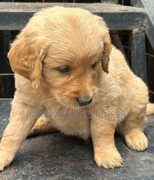 Mbwa wa Kike wa Golden Retriever Safi (Miezi 1-3) - 1