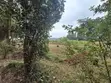 1.5 Acre Commercial Land for Sale, Sigona Limuru - 3