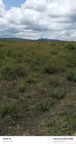 50x100 Residential Plot for Sale in Malili, Konza City - 2