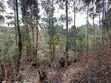 2 Acres Prime Land for Sale Near Kirawa Road - 1