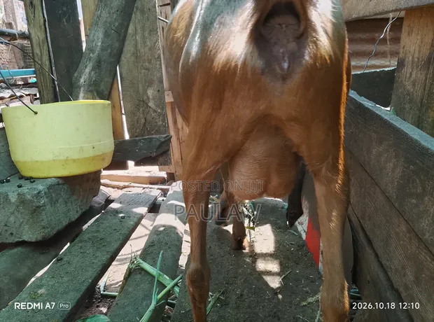 Alpine Goats for Sale - 1