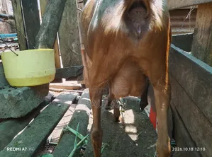 Alpine Goats for Sale