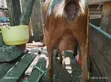 Alpine Goats for Sale - 1