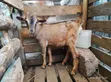 Alpine Goats for Sale - 2