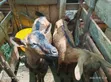Alpine Goats for Sale - 3