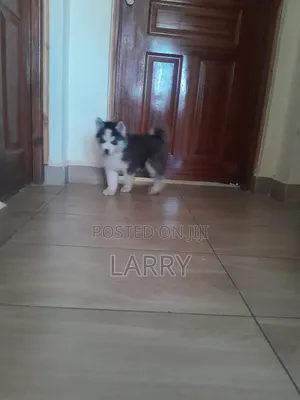 Purebred Siberian Husky Puppy - 1-3 Months Old