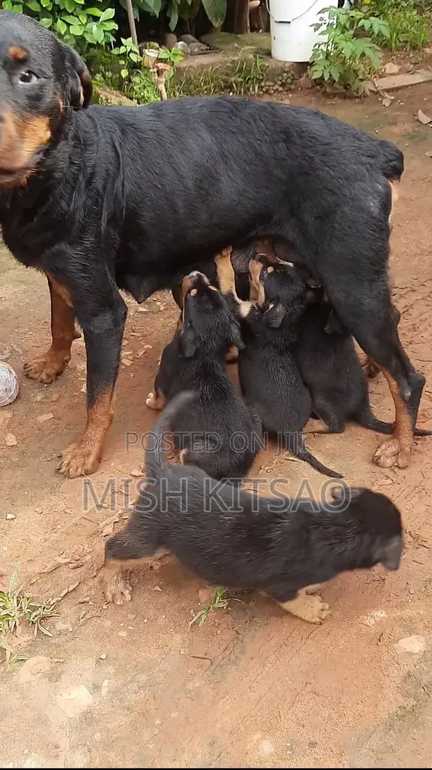 Male Rottweiler Mix Puppy (1-3 Months) - 1