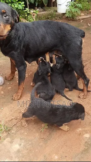 Male Rottweiler Mix Puppy (1-3 Months)