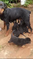 Male Rottweiler Mix Puppy (1-3 Months) - 1