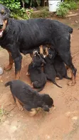Male Rottweiler Mix Puppy (1-3 Months) - 2