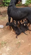 Male Rottweiler Mix Puppy (1-3 Months) - 3