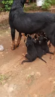 Male Rottweiler Mix Puppy (1-3 Months) - 4